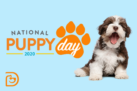 National-Puppy-Day-WB-etkinliği - Gelişmiş Kuponlar Springfield's National Puppy Day Banner