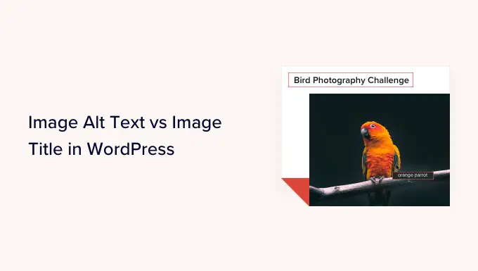 Bild-Alt-Text vs. Bildtitel in WordPress – Was ist der Unterschied? Image Alt Text vs Image Title in WordPress - What's the Difference?
