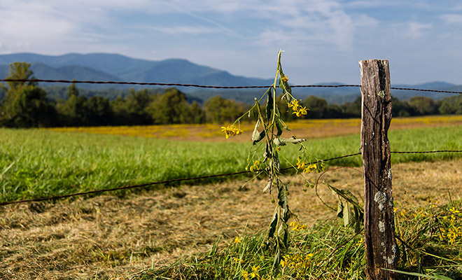 Lebendige Landschaft, Fotografie, Lightroom-Voreinstellung
