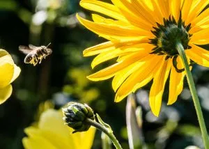 Antispam Bee WordPress 垃圾邮件拦截器有一只蜜蜂作为吉祥物。