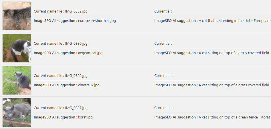 Скриншот изображений кошек при использовании инструмента массовой SEO-оптимизации изображений.