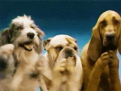 Tre cani applaudono.
