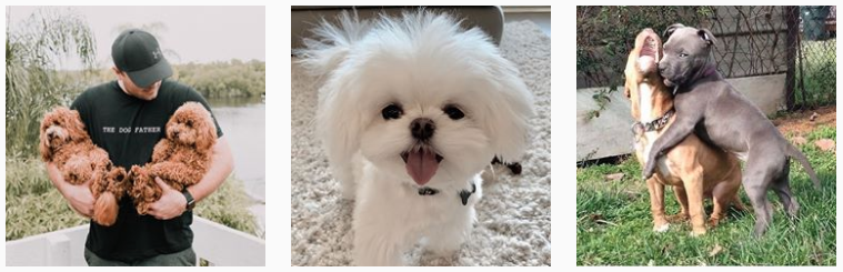 #dogsofinstagram 태그가 붙은 세 개의 인스타그램 게시물