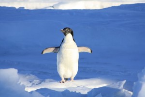 Panduan SEO On-Page - Cara Mengoptimalkan Blog WordPress Anda Goole-penguin