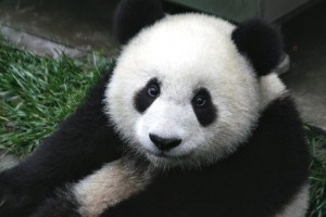 Panduan SEO On-Page - Cara Mengoptimalkan Blog WordPress Anda Google-panda-update