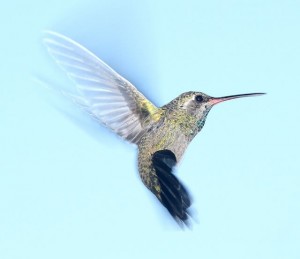 Panduan SEO On-Page - Cara Mengoptimalkan Blog WordPress Anda Google-hummingbird-update