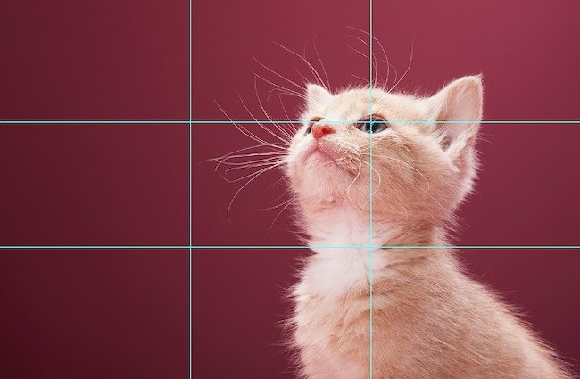 Exemple de guide marketing vidéo : Composition avec chaton