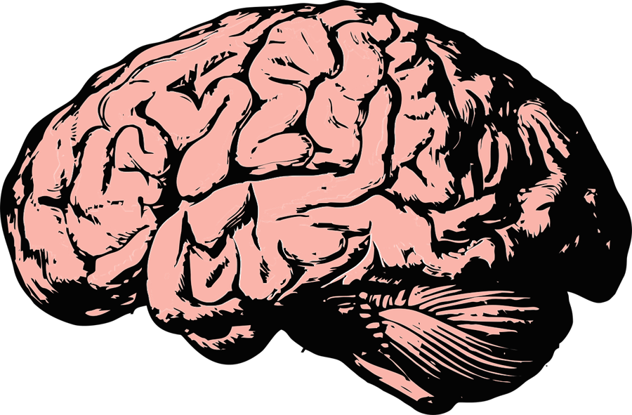 Image du cerveau