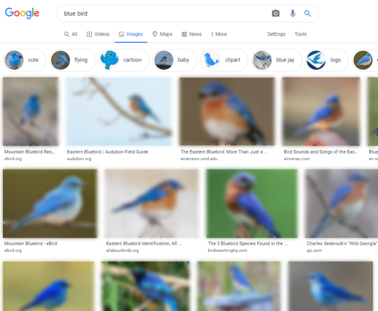 Google Immagini