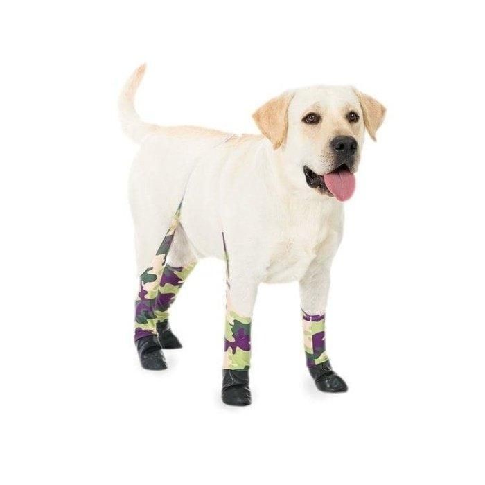一隻穿著 Walkee Paws 緊身褲的狗。